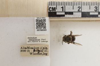 Media type: image;   Entomology 788369 Aspect: Labels